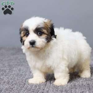 Laina, Teddy Bear Puppy